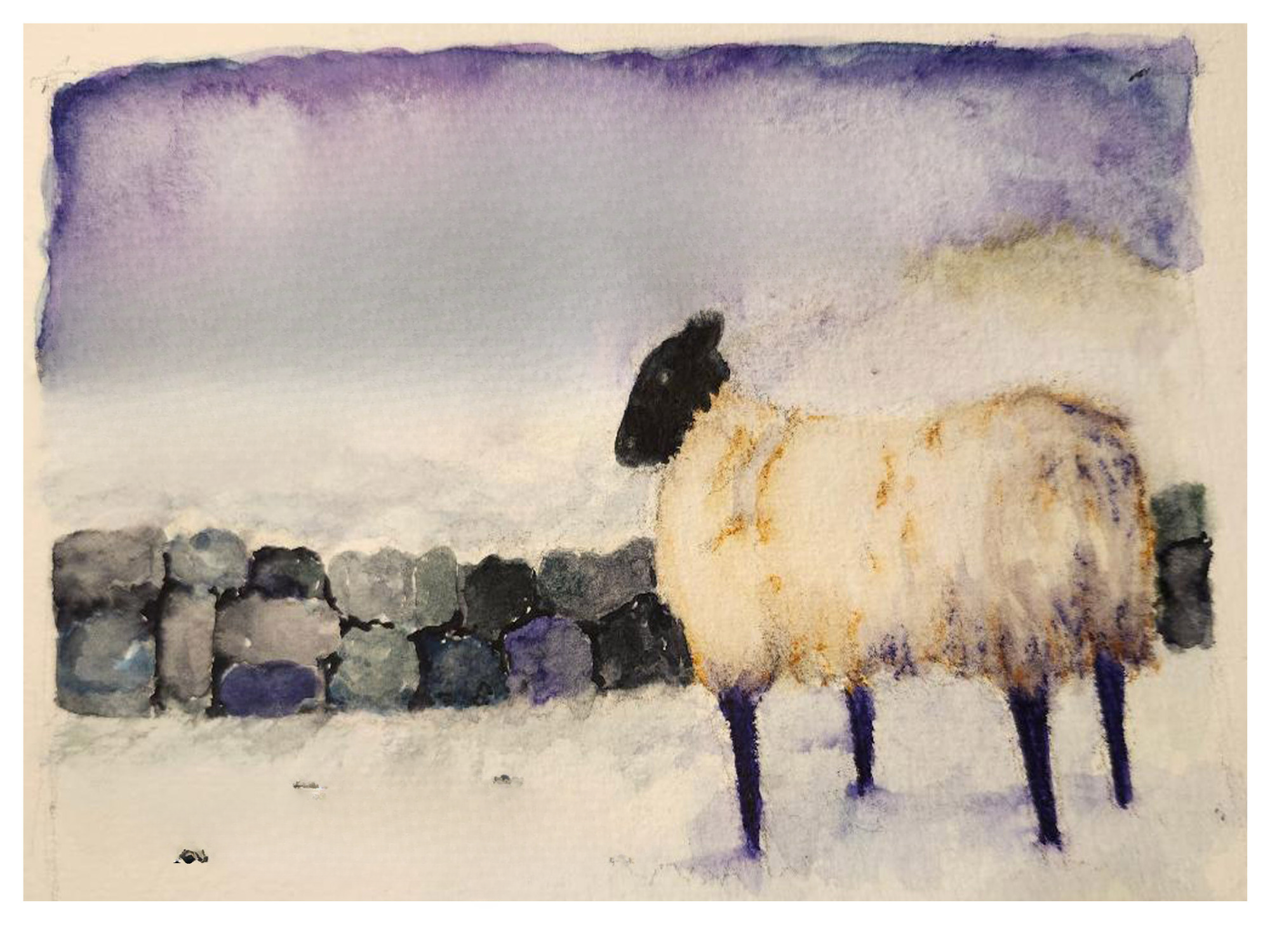 Water coloring of a sheep by a stone fence